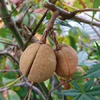 アメリカアカバナトチノキの投稿画像一覧 Greensnap グリーンスナップ