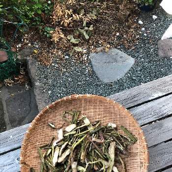 里芋の茎 赤芽里芋の茎 ずいき の投稿画像一覧 Greensnap グリーンスナップ