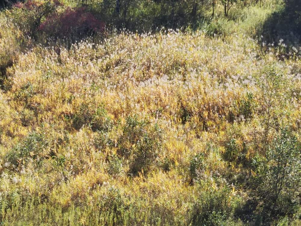 葦 アシ ヨシ の投稿画像 By あしにあいさん 美しい景色と原野 19月10月14日 Greensnap グリーンスナップ