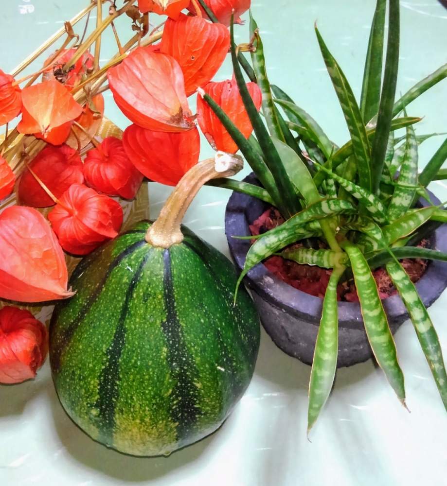 サンスベリア ファーンウッドの投稿画像 By ほりくみさん 観賞用カボチャとほおずきと多肉植物と観葉植物とグリーン グリーン グリーン とわが家の観葉植物 と サンスベリアとサンスベリア属と今日の一枚と趣味の園芸 と多肉女子と飾りカボチャと観葉植物のある