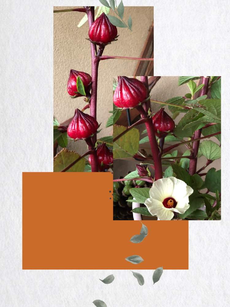 ハイビスカスローゼルの投稿画像 By チィさん たねからの幸せとあき と短日植物と手作りジャムと今は切り花 ですと花のある暮らしと窓辺とたねからの幸せとあき と短日植物と手作りジャムと今は切り花ですと花のある暮らし 19月10月15日 Greensnap グリーン