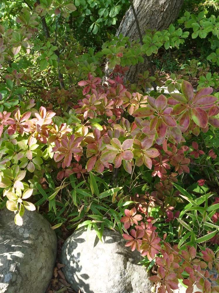 アブラツツジの投稿画像 By 森 森さん お出かけ先と青森県十和田市と十和田湖 十和田神社と青森県十和田市と十和田湖 十和田神社 19月10月15日 Greensnap グリーンスナップ Greensnap グリーンスナップ