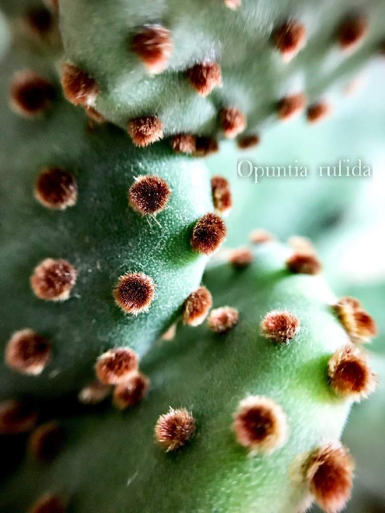 紅太鼓の投稿画像 By マリさん オプンチア 紅太鼓とmm園芸部とサボテン科と自然の造形美と植中毒とトゲのある暮らしと我ら植中毒隊 ときれいな色とオプンチア属とかわいい 19月10月15日 Greensnap グリーンスナップ