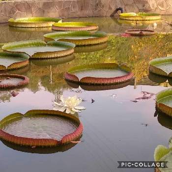 アメンボウの投稿画像一覧 Greensnap グリーンスナップ