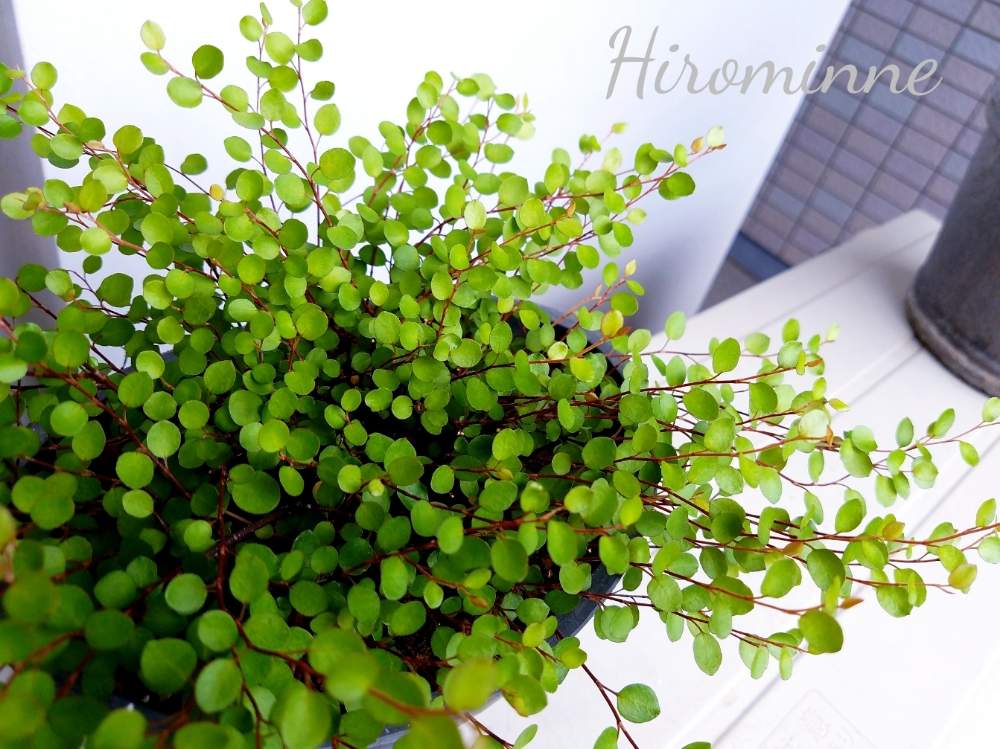 ワイヤープランツの投稿画像 By ヒロミンさん 観葉植物と植物のある暮らし 19月10月15日 Greensnap グリーンスナップ