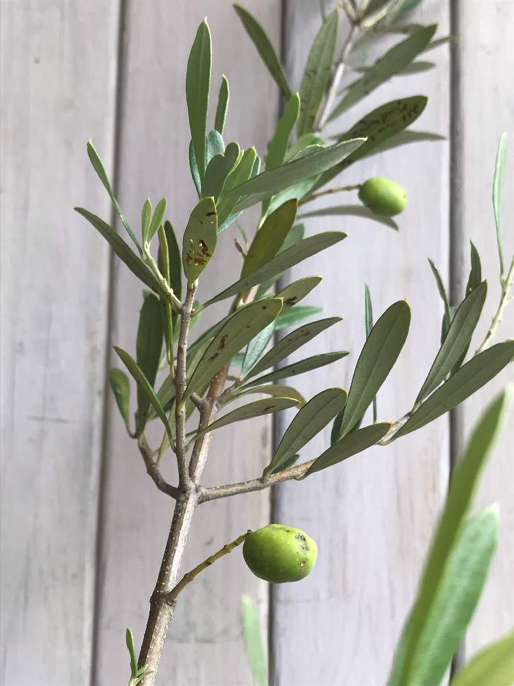 オリーブの実の投稿画像 By ヨッピーさん オリーブ と季節を楽しむとオリーブの木を飾るとオリーブの木 と元気が出ると10月の庭と元気もらえると青い実 19月10月15日 Greensnap グリーンスナップ