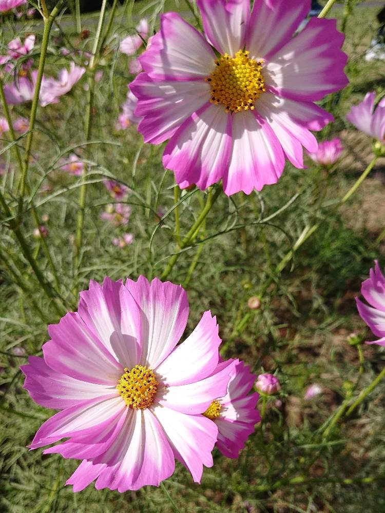 コスモス ピコティの投稿画像 By レモンイエローさん ピンクの花と花のある暮らし 19月10月15日 Greensnap グリーンスナップ