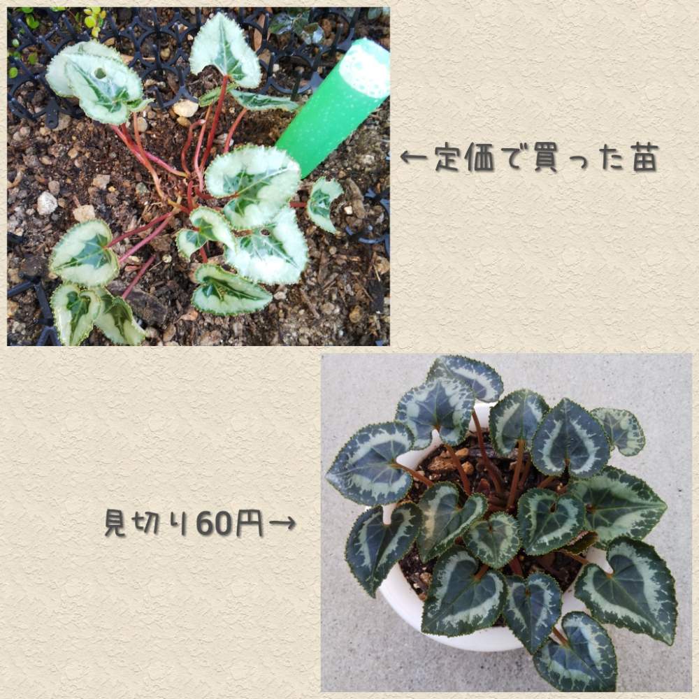 ガーデンシクラメンの投稿画像 By オリカナさん シクラメンと害虫に負けるなと害虫と害虫被害と小さな花壇とヨトウムシと鉢植えと花のある暮らし 19月10月15日 Greensnap グリーンスナップ ガーデンシクラメンの投稿画像 By オリカナさん シクラメンと害虫に負けるなと害虫と害虫被害と小さな花壇とヨトウムシと鉢植えと花のある暮らし 19月10月15日 Greensnap グリーンスナップ