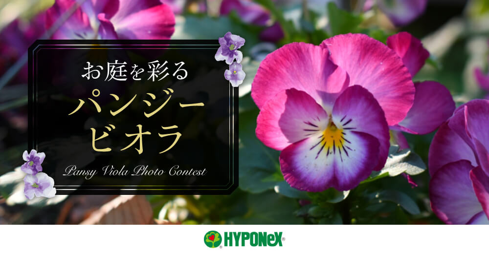 ハイポネックス ジャパン『お庭を彩るパンジー・ビオラ』フォトコンテスト