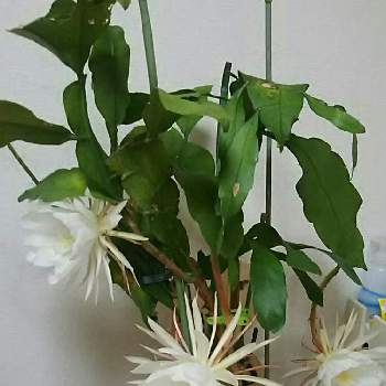 儚い花の投稿画像一覧 Greensnap グリーンスナップ