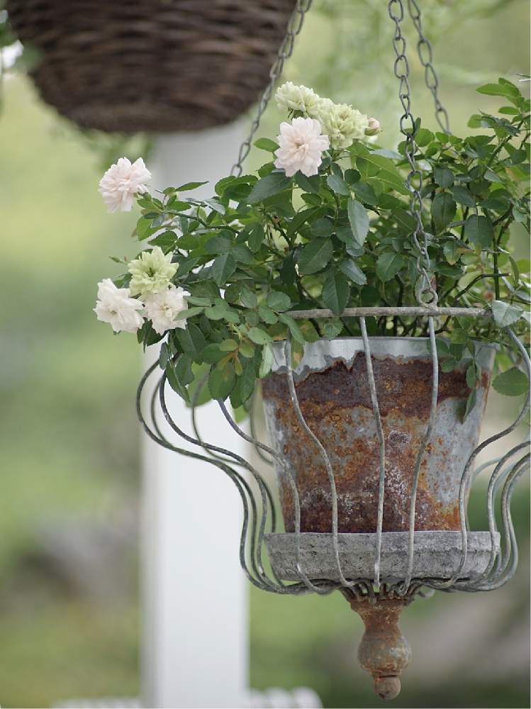 ミニバラ グリーンアイスの投稿画像 By Kayoさん ばら バラ 薔薇と手作りの庭とgs映えとナチュラルガーデンとgs日和とハンギングと今日の一枚とコンテナガーデンとナチュラルスタイルとガーデニングと花のある暮らしとお花のある生活と薔薇 とバラ ミニバラと小さな庭