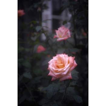 東京都北区の画像 by nesoさん | バラと薔薇とバラ フロージン'82とバラ フロージン’82と旧古河庭園の フロージン'82とnesoの薔薇とばら バラ 薔薇と東京都北区と水曜ローズショーとローカルカメラマンかな？！（笑）とオレンジ色のバラとFoveonと旧古河庭園