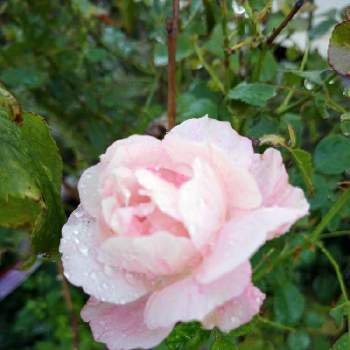 薔薇さん♪の画像 by うさぎさん | 小さな庭とピンク色のお花♪と薔薇さん♪と癒し系とベルばらシリーズ♪と花のある暮らし