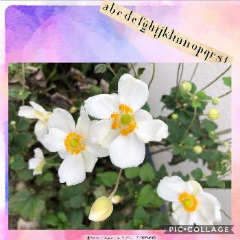 白の魅力❤の画像 by チィさん | 小さな庭と群生と秋明菊の白一重と白の魅力❤とやったね！と晩秋の風景とめざせ 群生♡と花のある暮らし