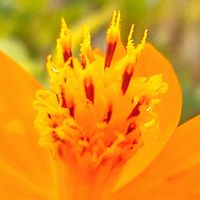 コスモス,キバナコスモス,鮮やか ,接写,花のある暮らしの画像