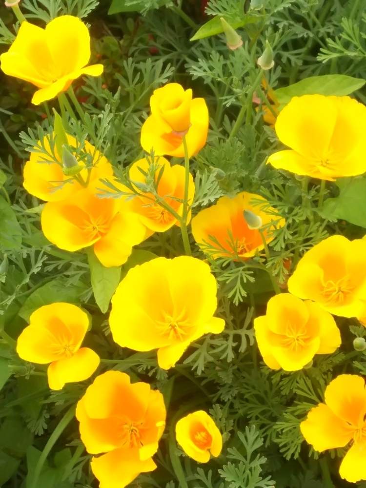 ハナビシソウ の投稿画像 By ゆうこ さん 花言葉は 富 と今日のお花と明るい黄色と可愛い と花のある暮らしとかわいいな と足利フラワーパーク 19月10月16日 Greensnap グリーンスナップ