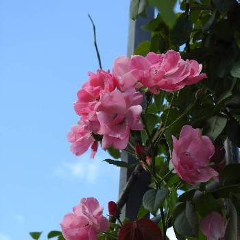 綺麗な花壇の画像 by まっさんno.1さん | お出かけ先と白い雲と中之島バラ園とGS映えとピンクのバラ♬と＊青い空＊と花撮りウオーキングとウォーキング中と花のある暮らしと綺麗な花壇とGREEN UP!