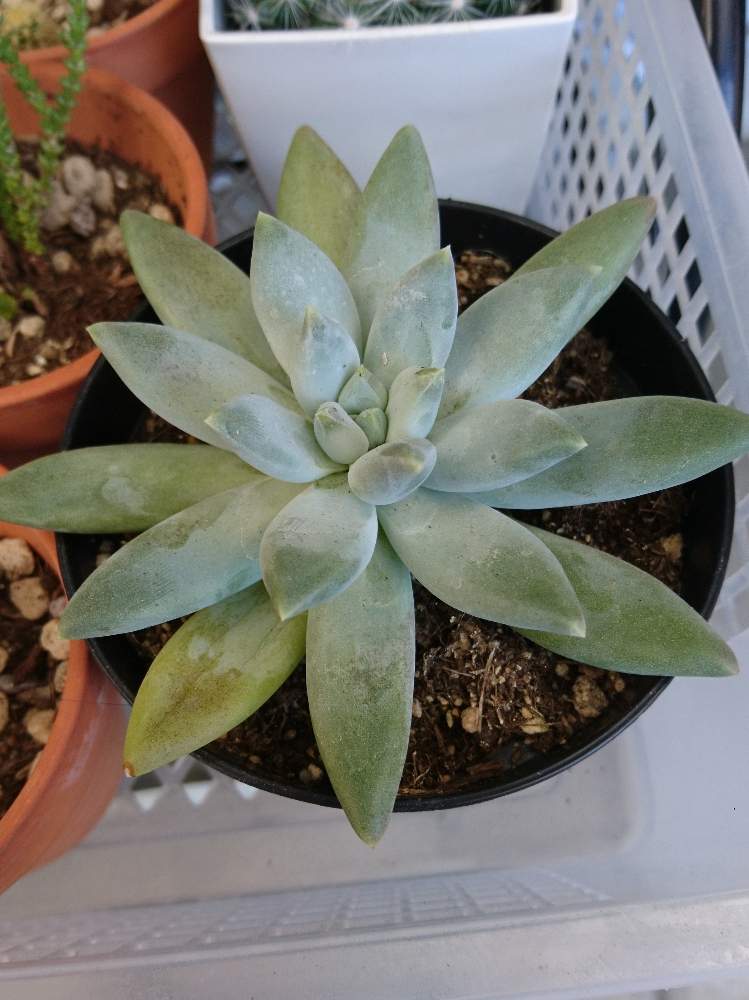 教えて下さい の投稿画像 By ののママ さん しわしわ多肉と相談と多肉女子と超多肉初心者 19月10月16日 Greensnap グリーンスナップ