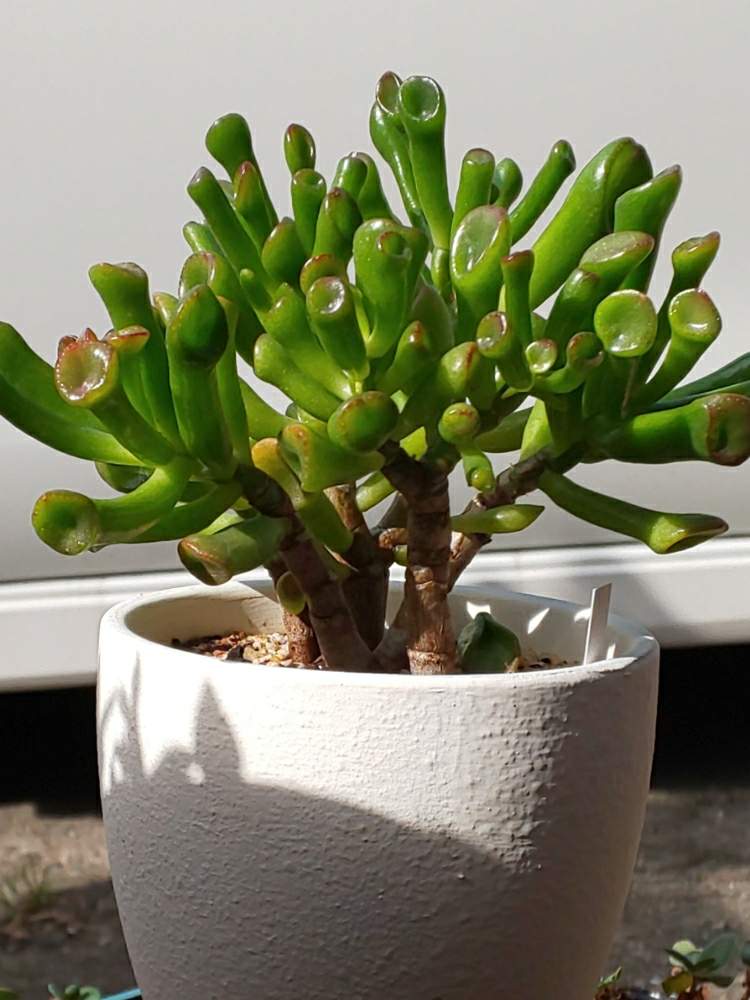 ゴーラムの投稿画像 By たっちんさん 多肉植物とたっちんのゴーラムとクラッスラ属と多肉のある暮らしと多肉ラボ C と花のある暮らしと棚と多肉 植物とたっちんのゴーラムとクラッスラ属と多肉のある暮らしと多肉ラボ C と花のある暮らし 19月10月16日 Greensnap ゴーラムの投稿画像 By たっちんさん 多肉植物とたっちんのゴーラムとクラッスラ属と多肉のある暮らしと多肉ラボ C と花のある暮らしと棚と多肉 植物とたっちんのゴーラムとクラッスラ属と多肉のある暮らしと多肉ラボ C と花のある暮らし 19月10月16日 Greensnap