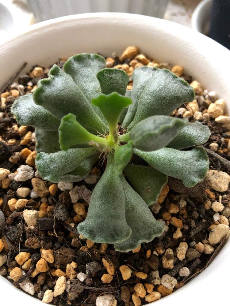 楊貴妃の扇の投稿画像 By 雪うさぎ さん 多肉植物と花のある暮らしと北海道と多肉女子 19月10月16日 Greensnap グリーンスナップ