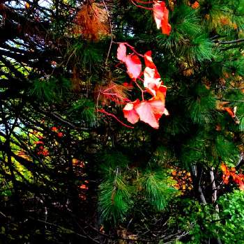 北海道の木の画像 by まるしげさん | お出かけ先とエゾマツと山葡萄と北海道と札幌と北海道の木と近くの山道