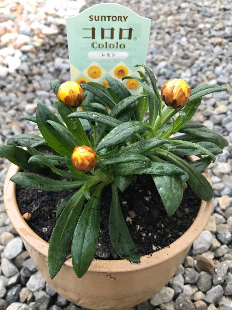 コロロの投稿画像 By どんちゃんさん コロロ レモン とかわいいな と大きくな れ と花のある暮らしとたのしみ 19月10月16日 Greensnap グリーンスナップ