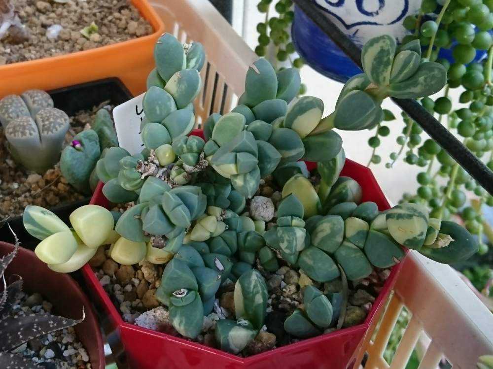 専用‼︎多肉植物^o^  レーマニー錦 レーマニー錦 - SABOTENTARO.COM