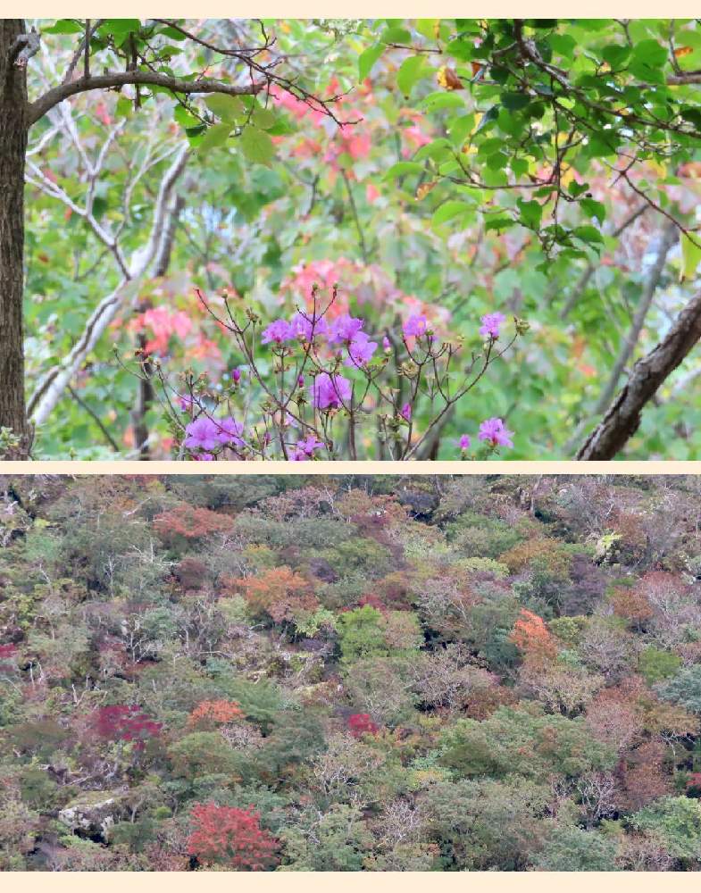 狂い咲きのミヤマキリシマの投稿画像 By 花と虫と風と空とさん ドウダンツツジ紅葉と韓国岳火口の紅葉 19月10月17日 Greensnap グリーンスナップ
