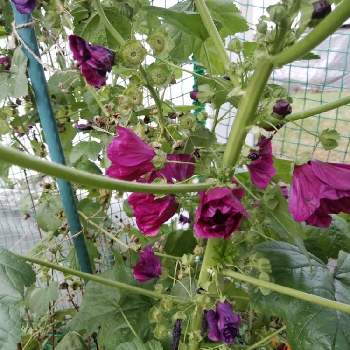 コモンマロウ モルチアナの一覧 Greensnap グリーンスナップ