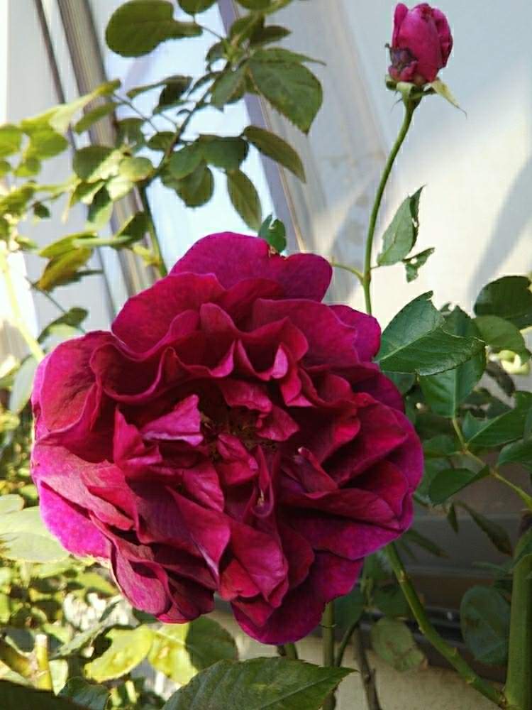 小さな庭の画像 by Chieko☆さん | 小さな庭といいかおりとピンクの花と薔薇ピース☆と大好きと美しい♡とドラマチック レイン☔と素敵な色と素敵な香りと綺麗な色♡と花のある暮らしと綺麗な色