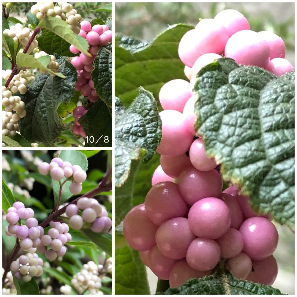 コムラサキ の投稿画像 By こでまりさん 紫式部 ピンクパール 19月10月17日 Greensnap グリーンスナップ