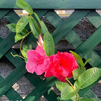 存在感抜群の画像 by モッコさん | 小さな庭と八重咲きマンデラピンクパフェと存在感抜群と台風の時は辛かったと元気もらえるぅとピンク❤︎ピンクと全部の蕾が咲いたよと花のある暮らしとお花大好き❤