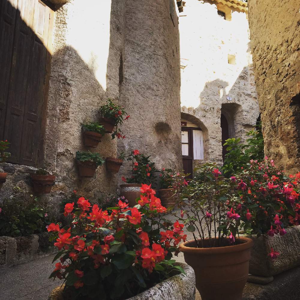 南仏の投稿画像 By さばねこさん 植中毒と散歩と海外と花のある暮らしとフランスと田舎町と南フランス 19月10月17日 Greensnap グリーンスナップ