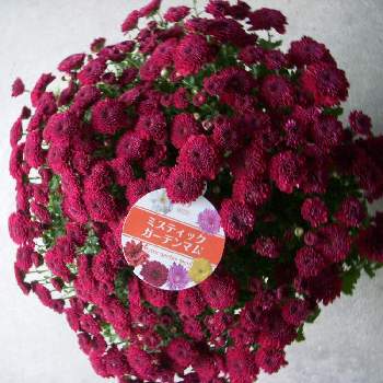 ミスティック ガーデンマムの投稿画像一覧 Greensnap グリーンスナップ