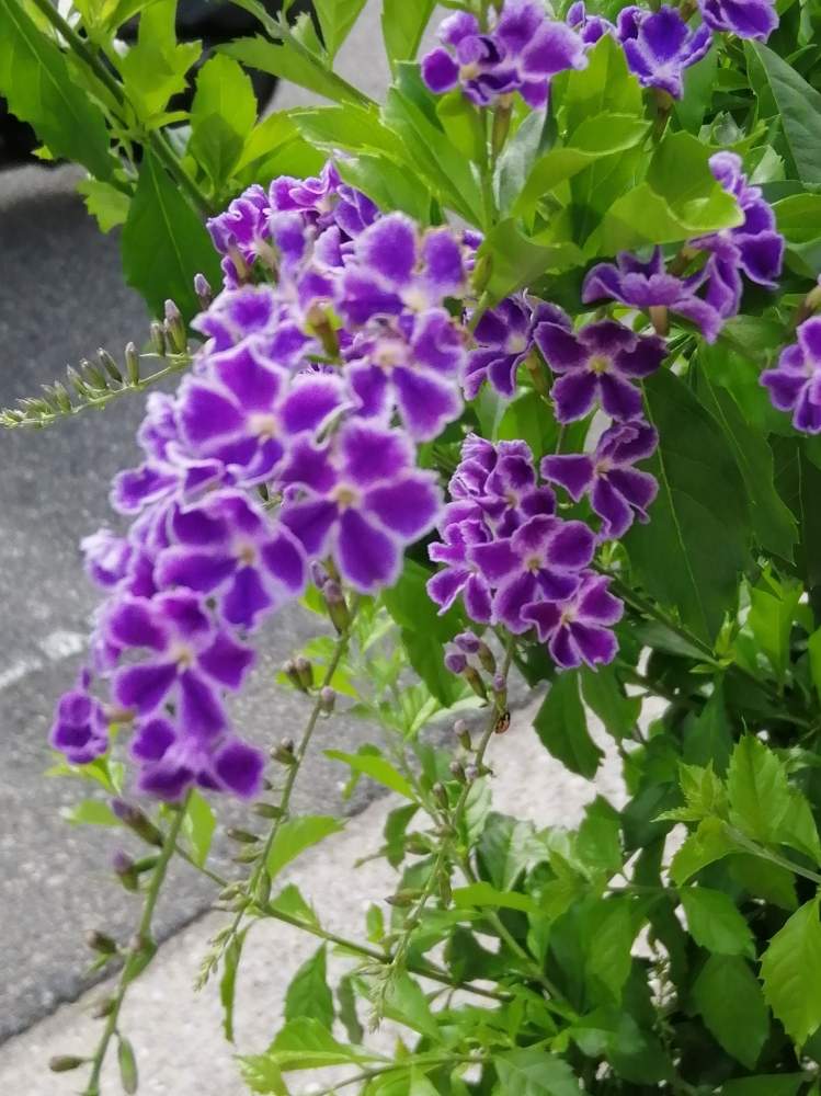 デュランタの投稿画像 By Erinさん 紫の花と花のある暮らしと名前を教えてくださいと道路側の花壇 19月10月17日 Greensnap グリーンスナップ