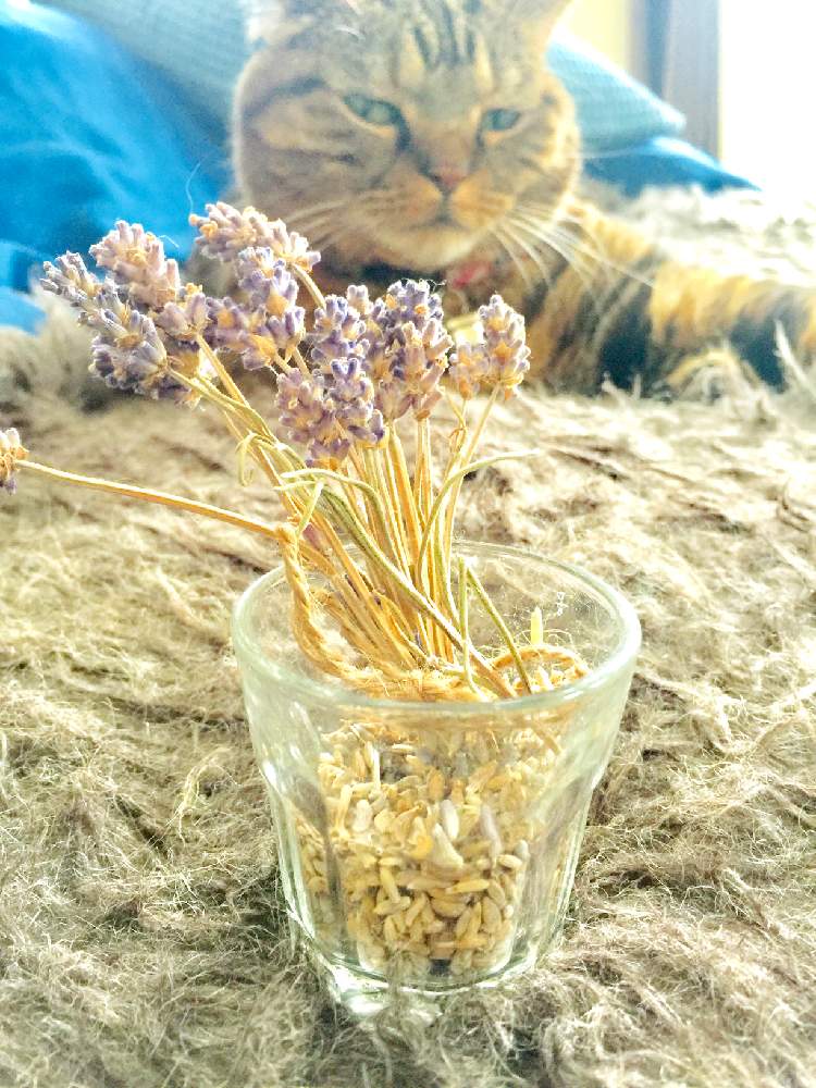 フレンチラベンダーの投稿画像 By すみれさん ねこちゃんとポプリと猫すきとドライ好きと猫と植物と暮らすと猫と暮らす 19月10月17日 Greensnap グリーンスナップ