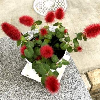 ドイトの投稿画像一覧 Greensnap グリーンスナップ