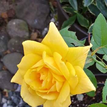 マルコ・ポーロの画像 by kazuさん | 小さな庭と鉢植えの薔薇とハイブリッドティーローズと薔薇マルコ・ポーロと花のある暮らしと薔薇♪とマルコ・ポーロ