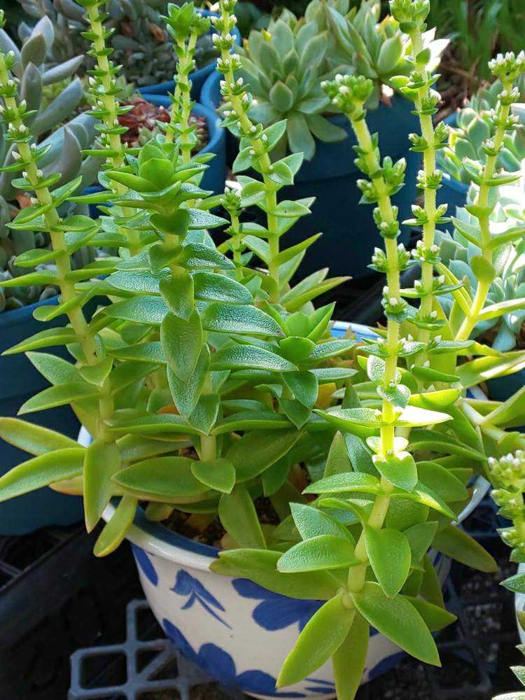 009 火祭りの生長記録 21 04 11更新 Greensnap グリーンスナップ