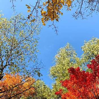札幌芸術の森の画像 by ポチ音さん | お出かけ先と大自然と令和の風景と紅葉（こうよう）と木立♪と札幌市と札幌芸術の森と北海道と青空の下と緑中毒と青空と令和の緑