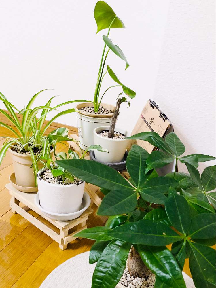 パキラの投稿画像 By Kokorikoさん ポトスとモンステラとオリヅルラン 19月10月18日 Greensnap グリーンスナップ