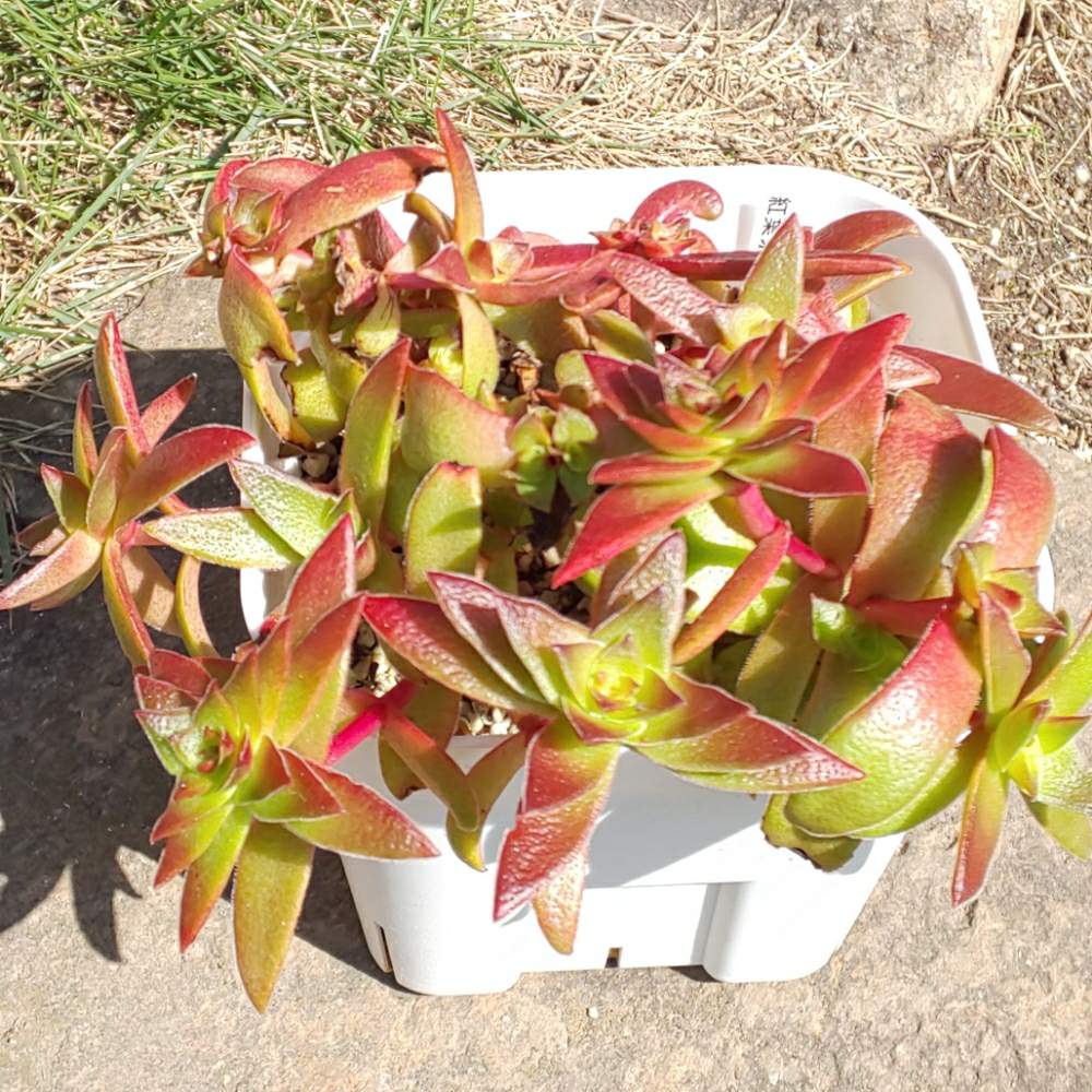 010 紅葉祭りの生長記録 21 08 16更新 Greensnap グリーンスナップ