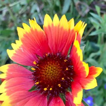 ガイラルディア Hの投稿画像一覧 Greensnap グリーンスナップ