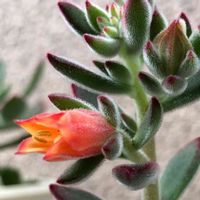 ハムシー,多肉植物,多肉の花,多肉のある暮らし,オレンジ色の花の画像