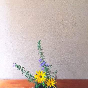 100均花器の投稿画像一覧 Greensnap グリーンスナップ