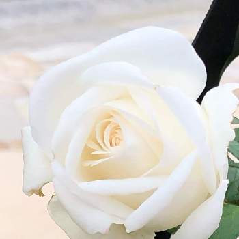 バラ ビブラマリエ！の画像 by ポルルンさん | 広い庭とバラ ビブラマリエ！とばら バラ 薔薇といい香りと花のある暮らしと白い花と薔薇♪とバラ・ミニバラ