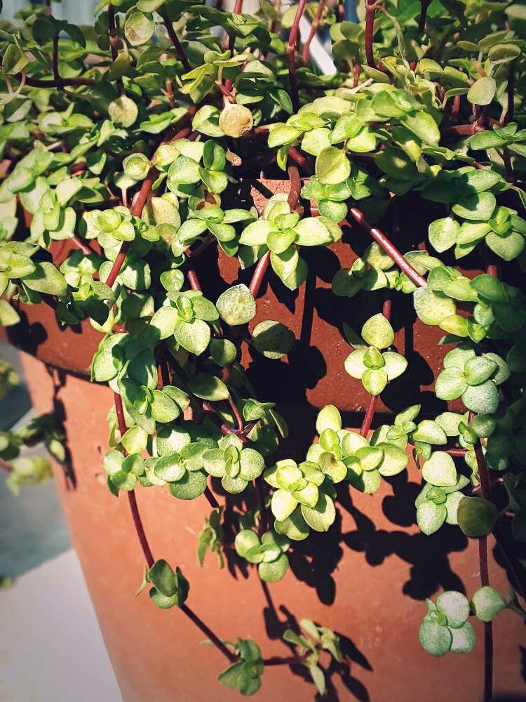 ベビーティアーズの投稿画像 By 花音さん 観葉植物と寄せ植えとベビーティアーズ と花のある暮らしとかわいいと北海道 19月10月18日 Greensnap グリーンスナップ