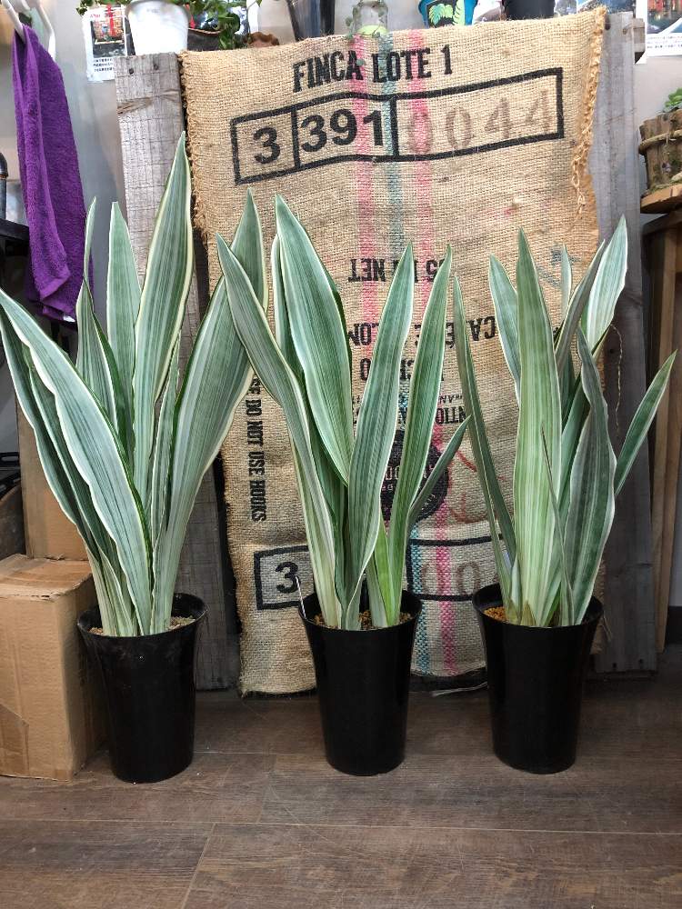 まい グイネンシスマノリン Ufy2c M までの