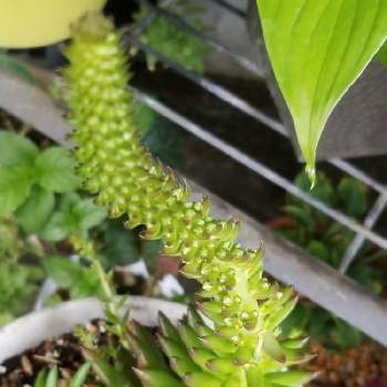 くねくねの投稿画像一覧 Greensnap グリーンスナップ