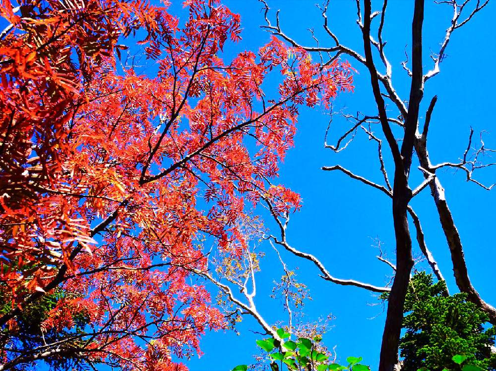 ナナカマドの投稿画像 By Naoさん ハゼの木 と紅葉 こうよう と秋の彩りとハイキング 登山 19月10月18日 Greensnap グリーンスナップ